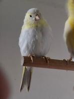 kanaries geel opaal mozaïek en isabel geel mozaïek, Animaux & Accessoires, Oiseaux | Canaris, Plusieurs animaux, Canari de couleur