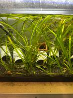 Vallisneria spiralis bos ( aquariumplant ), Enlèvement, Neuf, Plante(s), Pierre ou Bois