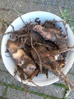 20 wortelstokken rode canna's, Enlèvement, Été, Plante fixe, Plein soleil