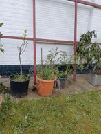 Kleijn vijgenboompje 1m, Jardin & Terrasse, Plantes | Arbres fruitiers, Enlèvement ou Envoi