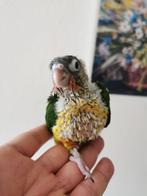 Pyrrhura supar tam, Dieren en Toebehoren, Tam