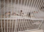 Kanarie harlekijn portugués, Dieren en Toebehoren, Vogels | Kanaries