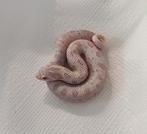 Haakneusslang snow anaconda / yeti, Dieren en Toebehoren, Reptielen en Amfibieën