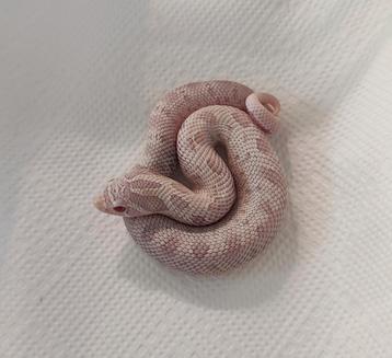 Anaconda/yéti des neiges