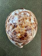 Coquillage gravé avec Ganesh, Ophalen of Verzenden, Zo goed als nieuw, Wild dier, Overige typen