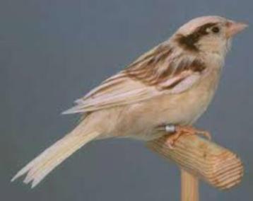 Satinet pheao Moineaux domestiques, Plusieurs animaux, Oiseau tropical, Domestique