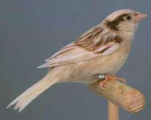 Satinet pheao Huismussen, Dieren en Toebehoren, Vogels | Overige Vogels, Tropenvogel, Meerdere dieren, Tam, Geringd