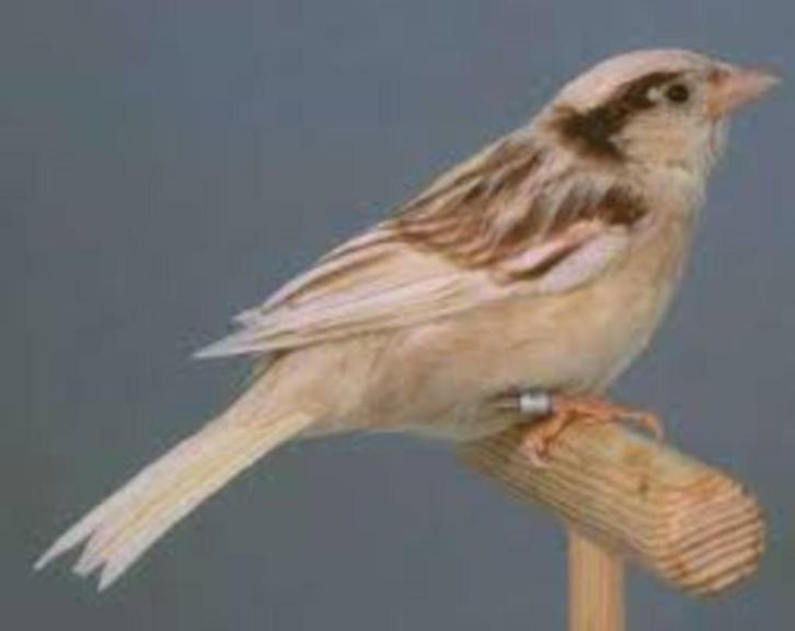 Satinet pheao Huismussen, Dieren en Toebehoren, Vogels | Overige Vogels, Tropenvogel, Meerdere dieren, Tam, Geringd