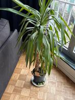 Gezonde, mooie Yucca te koop in Gent, Tuin en Terras, Planten | Tuinplanten, Ophalen, Vaste plant, Overige soorten