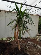 Yucca, Huis en Inrichting, Kamerplanten, Ophalen of Verzenden, Yucca