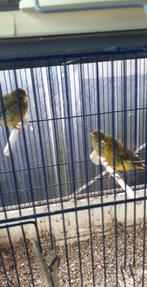 vogels, Dieren en Toebehoren, Vogels | Parkieten en Papegaaien, Mannelijk, Geringd