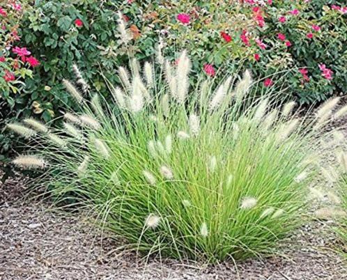Pennisetum 'Little bunny', Tuin en Terras, Planten | Tuinplanten, Vaste plant, Siergrassen, Ophalen