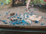 Neocaridina Blue Velvet, Dieren en Toebehoren