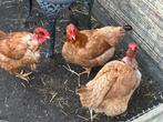 Leg kippen, Vrouwelijk, Kip