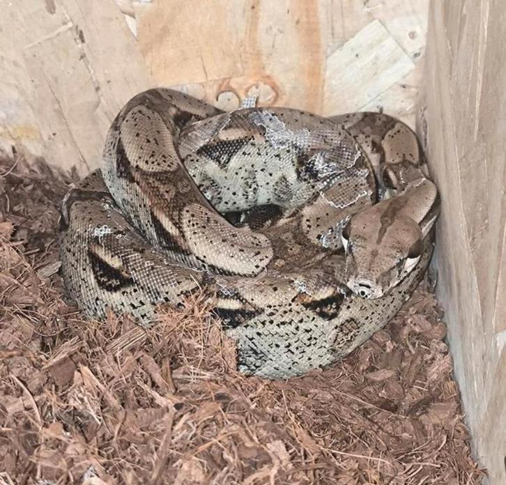 Slangen, Dieren en Toebehoren, Reptielen en Amfibieën, Slang, 0 tot 2 jaar, Met terrarium, Tam