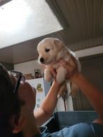 Golden retriever pups geboren in huis ouders DNAen HD getest, Dieren en Toebehoren, Golden retriever, België, Fokker | Hobbymatig