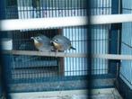 Couple de rossignol du Japon, Animaux & Accessoires, Oiseaux | Oiseaux Autre
