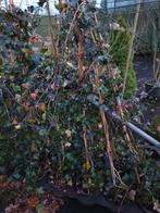 Hedera hibernica 125/150 cm, Ophalen