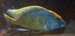 Nimbochromis Venustus 2 stuks, Dieren en Toebehoren