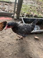 Sierkippen en haan, Dieren en Toebehoren