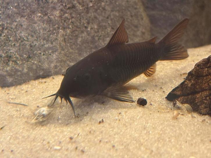 Verschillende Vissen te koop, Animaux & Accessoires, Poissons | Poissons d'aquarium, Poisson