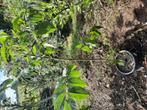 okkernoot, Tuin en Terras, Planten | Fruitbomen, Ophalen, Walnotenboom