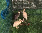 3 Indische loopeenden - jonge dieren, Dieren en Toebehoren, Pluimvee, Meerdere dieren