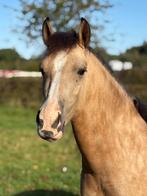 Zeer mooie Welsh sectie C merrie, Dieren en Toebehoren, Merrie, Gechipt, 3 tot 6 jaar, C pony (1.27m tot 1.37m)