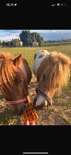 koppel ponys hengst +merrie ;met papieren ;leuke dieren voor, Dieren en Toebehoren, Hengst, Gechipt