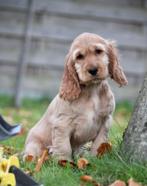 Engelse Cocker pups, Dieren en Toebehoren, België, Reu, CDV (hondenziekte), 8 tot 15 weken