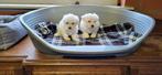 Maltezer pups, Dieren en Toebehoren, Honden | Chihuahua's en Gezelschapshonden, Parvo, België, Maltezer, 8 tot 15 weken