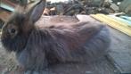 lapin barbu gantois (malle et femelle), Dieren en Toebehoren, Konijnen