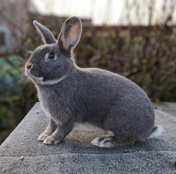 Parelfeh rammetje  beschikbaar voor biedingen