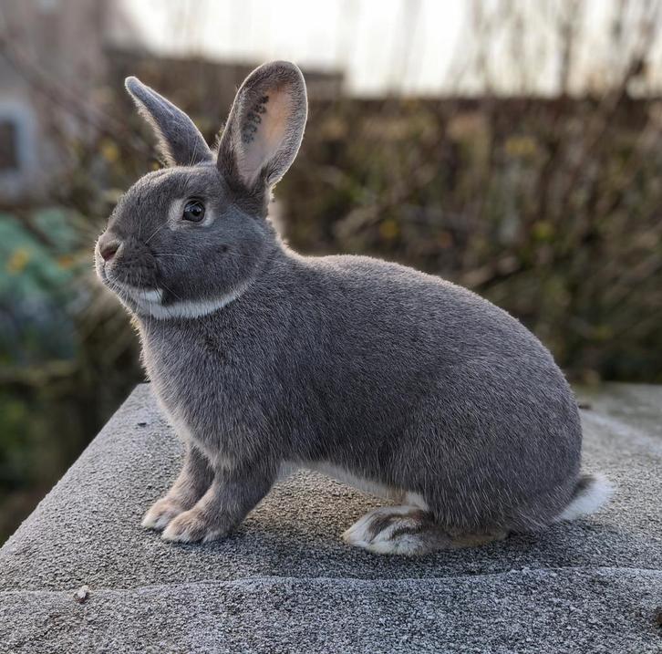 Parelfeh rammetje, Dieren en Toebehoren, Konijnen, Middelgroot, Mannelijk, 0 tot 2 jaar