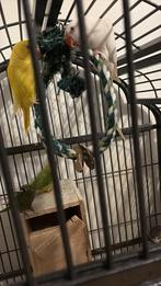 Perruche à collier, Animaux & Accessoires, Perruche