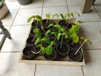 mooie pompoenplanten, Ophalen