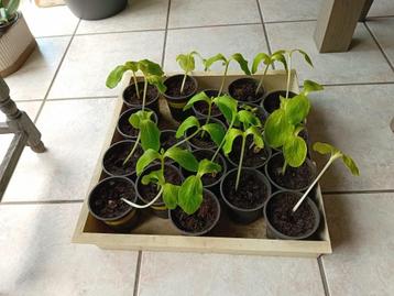 mooie pompoenplanten beschikbaar voor biedingen