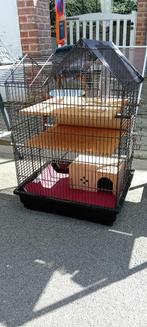 Cage pour rongeurs, Ophalen of Verzenden, Gebruikt