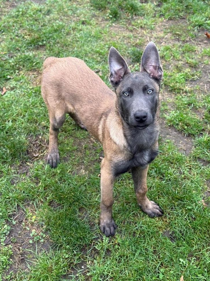 Mechelse herder pup reu, Dieren en Toebehoren, Honden | Herdershonden en Veedrijvers, Reu, Herder, Fokker | Hobbymatig, Eén hond