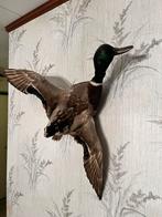 Opgezette wilde eend (vliegend), Verzamelen, Dierenverzamelingen, Ophalen, Zo goed als nieuw