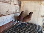 Mooi hoogvligera koppel, Dieren en Toebehoren, Vogels | Duiven
