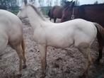Amber Champagne quarter horse hengstje, Dieren en Toebehoren, Paarden, Hengst, Gechipt