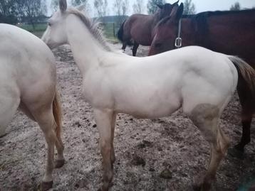 Amber Champagne quarter horse hengstje beschikbaar voor biedingen