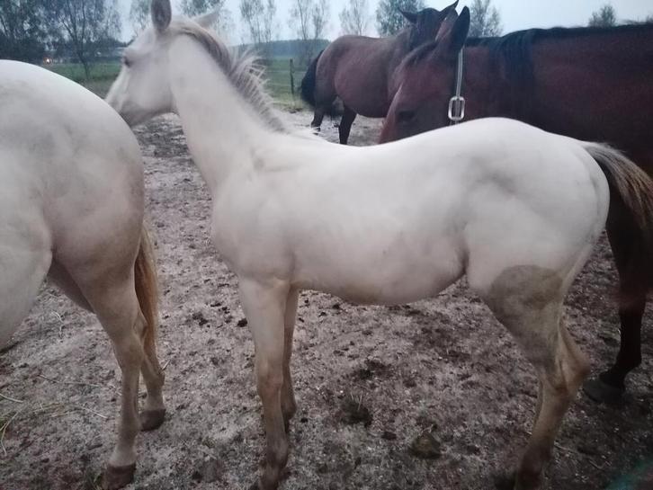 Amber Champagne quarter horse hengstje, Dieren en Toebehoren, Paarden, Hengst, Gechipt