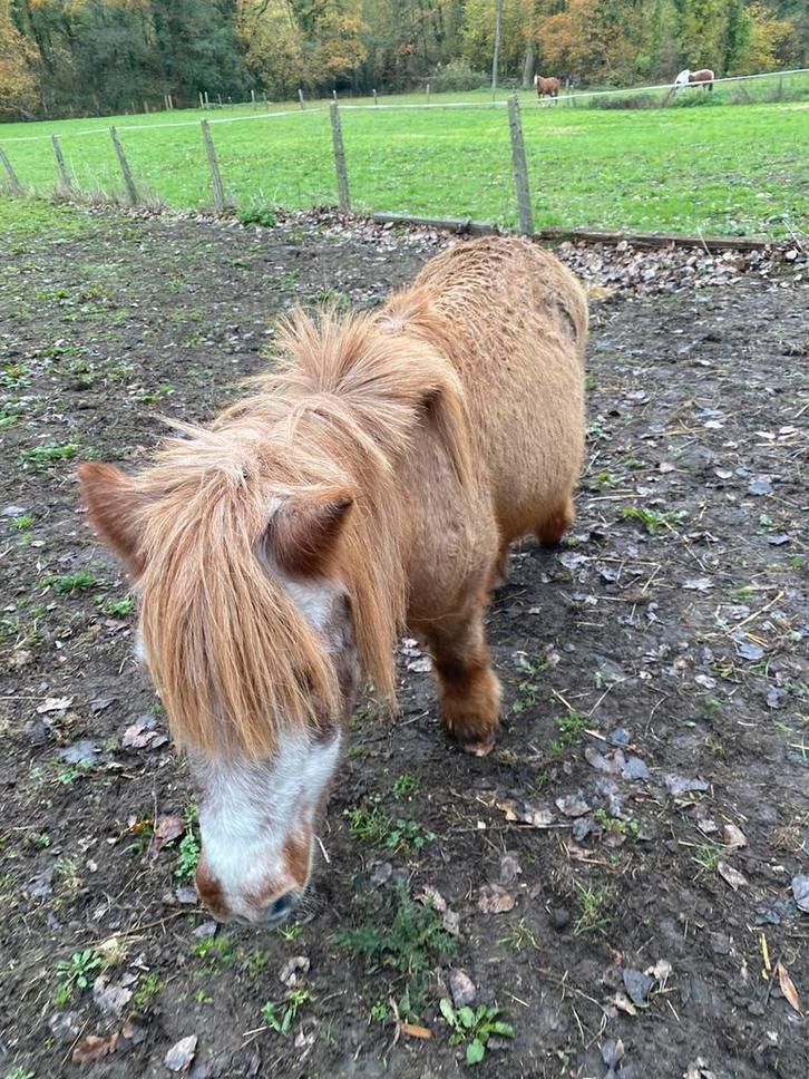 shetlander pony merrie kindvriendelijk, Dieren en Toebehoren, Pony's, Merrie, 11 jaar of ouder, Gechipt, Ontwormd, Ingeënt