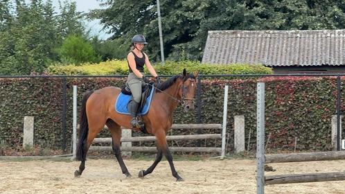 Enthousiaste mensen  gezocht, Diensten en Vakmensen, Dieren | Paarden | Verzorging, Oppas en Dressuur