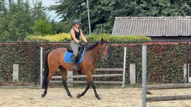 Enthousiaste mensen  gezocht, Services & Professionnels, Animaux | Chevaux | Soins, Garde & Dressage