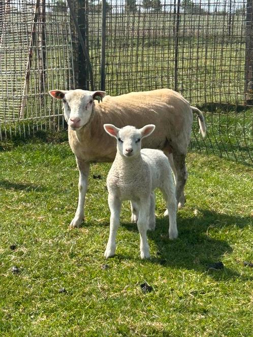 Mooi jaarling swifter ooi met mooi ram lam, Dieren en Toebehoren, Schapen, Geiten en Varkens, Schaap, Vrouwelijk