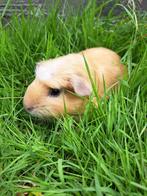 Amerikaans gekruind Satijn - Créme, Vrouwelijk, Cavia, Tam