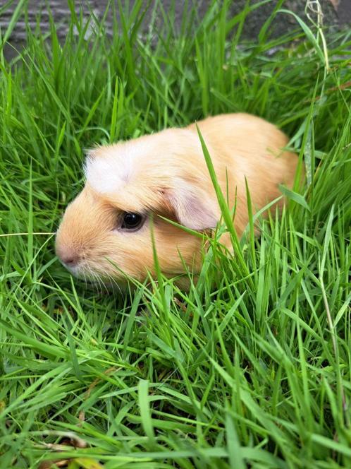 Amerikaans gekruind Satijn - Créme, Dieren en Toebehoren, Knaagdieren, Vrouwelijk, Cavia, Tam